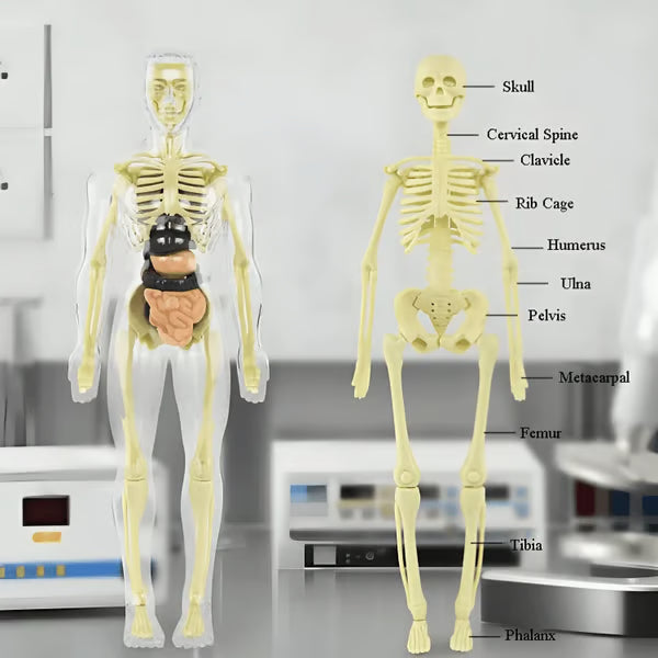 đFlash SaleâĄHuman Body Model for Kids - STEM Anatomy Toy with Removable Organs