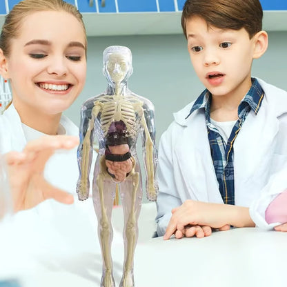 🏆Flash Sale⚡Human Body Model for Kids - STEM Anatomy Toy with Removable Organs