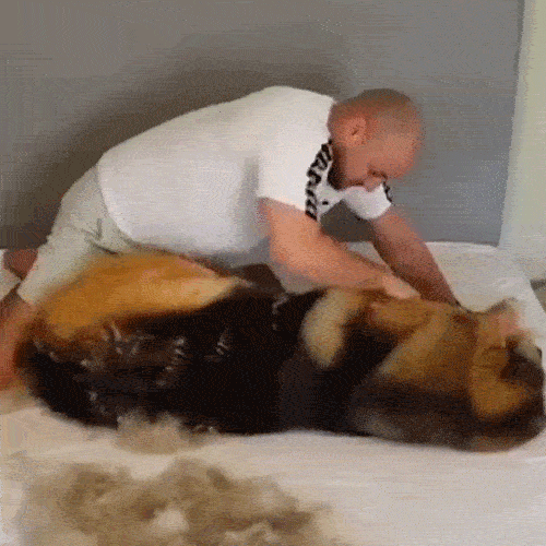 Plainlygoods Pet Pro Grooming Tool
