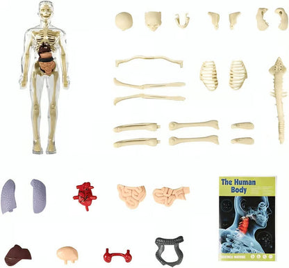 🏆Flash Sale⚡Human Body Model for Kids - STEM Anatomy Toy with Removable Organs