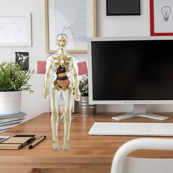 🏆Flash Sale⚡Human Body Model for Kids - STEM Anatomy Toy with Removable Organs