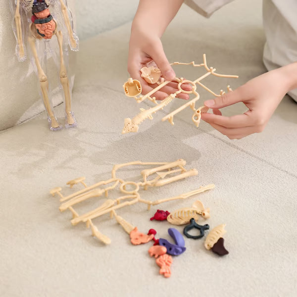 🏆Flash Sale⚡Human Body Model for Kids - STEM Anatomy Toy with Removable Organs